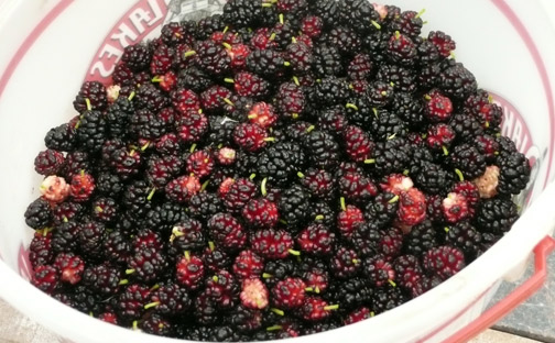 Mulberries in a bucket