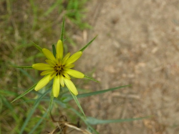 Wildflower at the folk festival