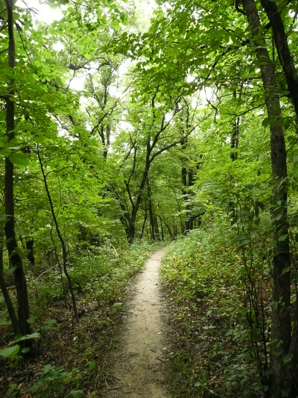 Forest path