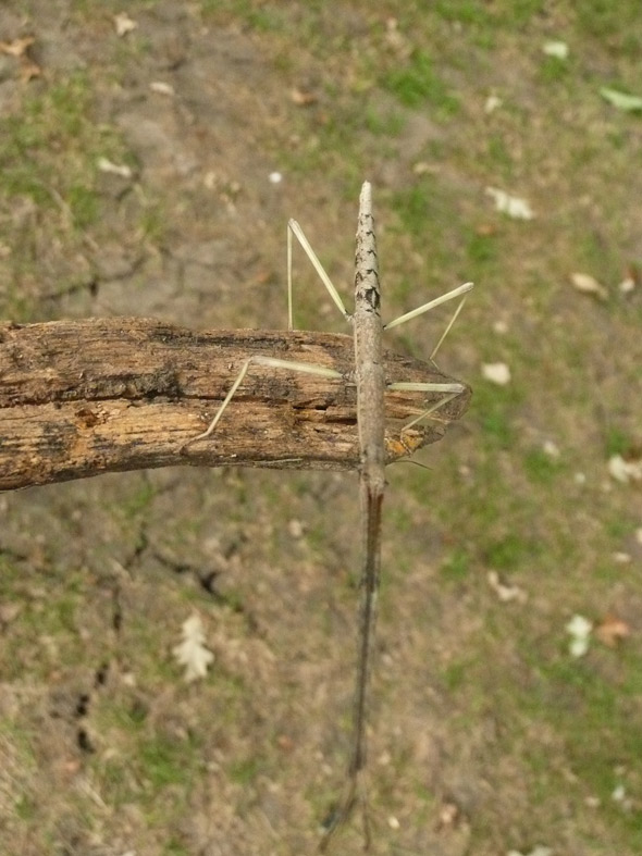 Stick bug at the folk festival