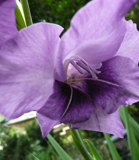 Not my grandmother's gladiola either ...