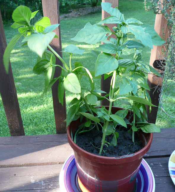 My new basil plant!