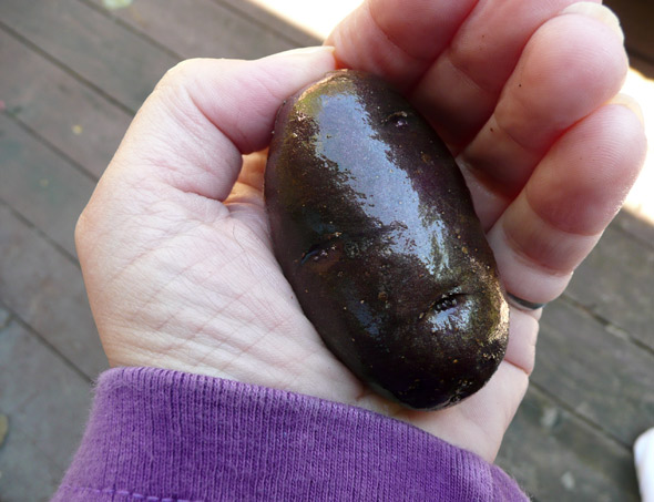 Purple potato