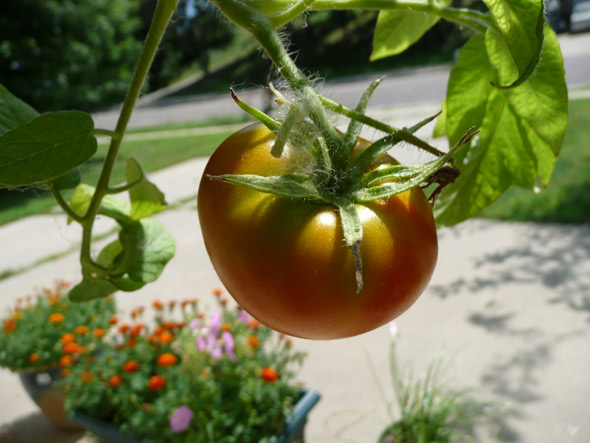 My first tomato this year