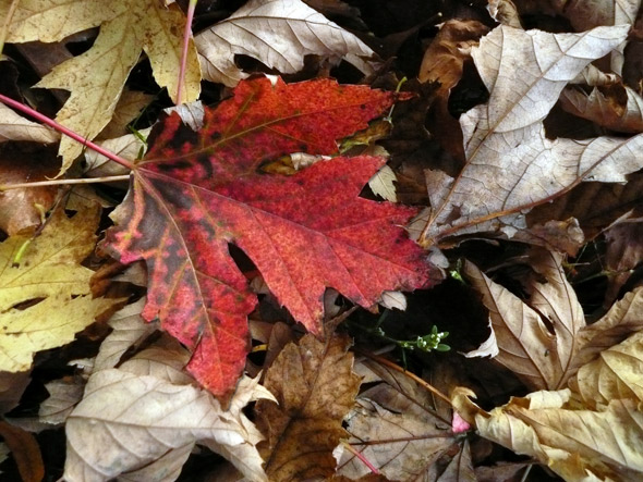 Autumn leaves: the trees are saying goodnight