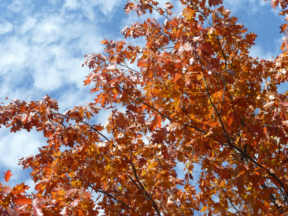 Tree with Clouds