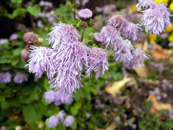 A gorgeous purple flower blooming 