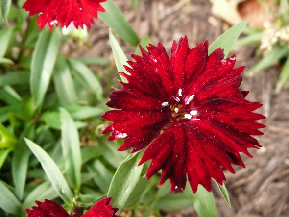 There are still flowers blooming in Lincoln!