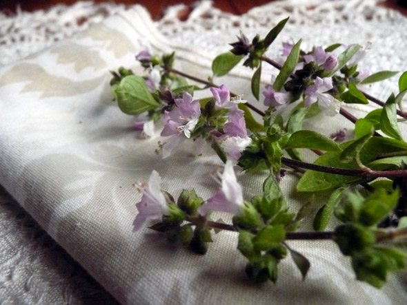 Flowers from my basil plant