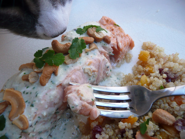 Cashew Salmon with Apricot Cranberry Quinoa and a Cumin Cilantro Ginger Yogurt Sauce and our CAT