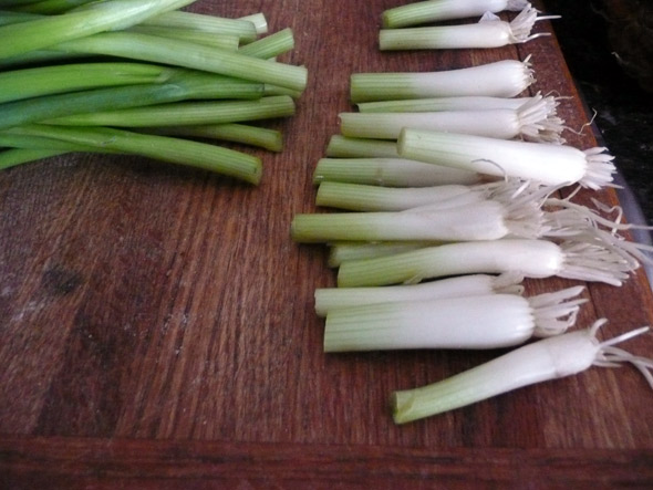 Grow your own green onions