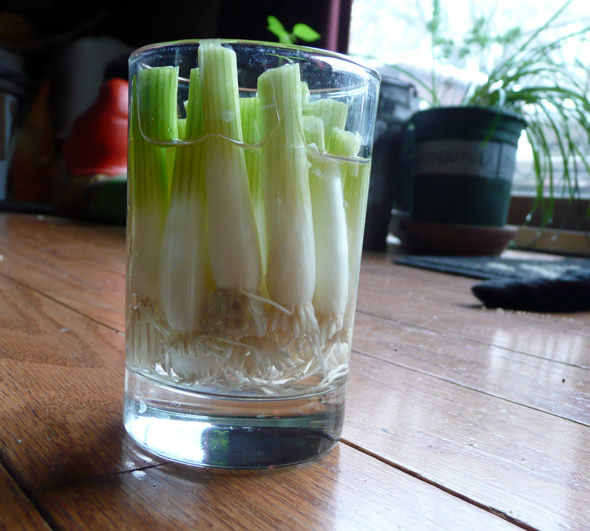 Grow your own green onions