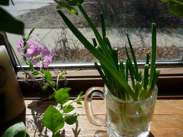 Grow your own green onions ... in water! from your groceries