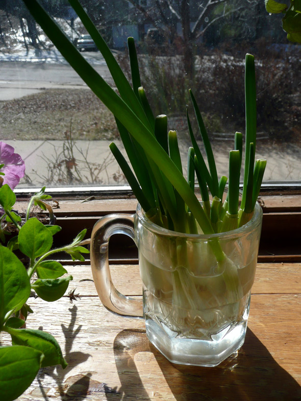 Grow your own green onions