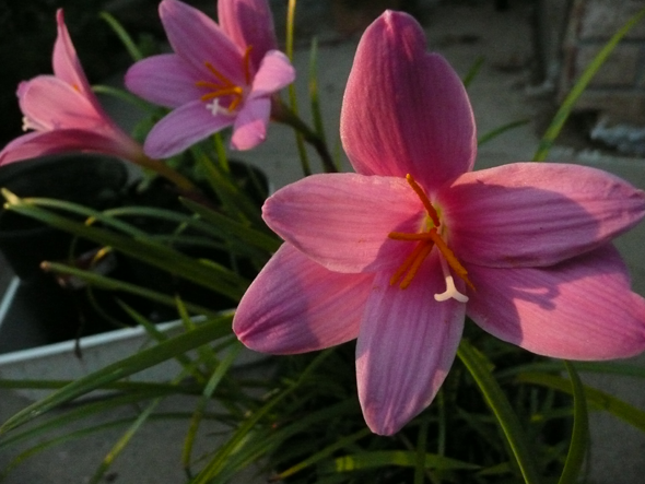 Rain lilies