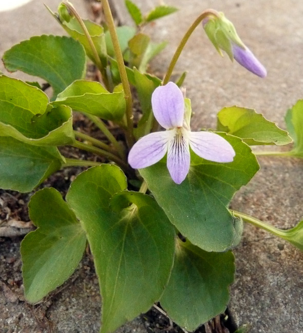 Wild Violets