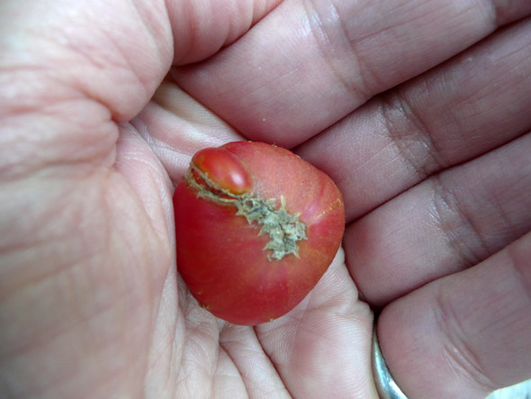 A fresh tomato from my tomato plant ... in May!