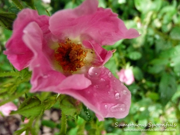 A rose in my garden
