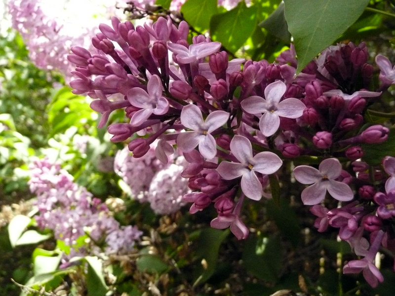 Lilacs