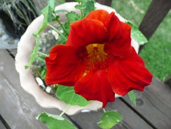 My Surprise Nasturtium