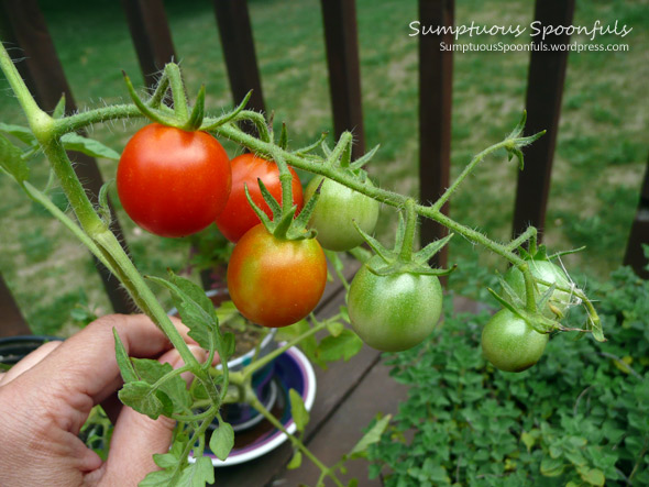 Tomatoes on the vine