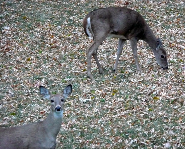 Deer in my back yard ...