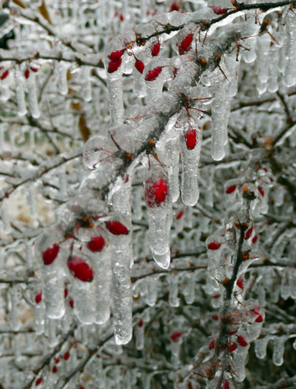 April Ice Berries