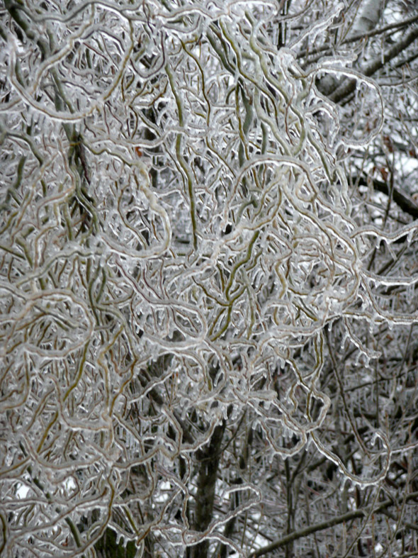 Icy Tree in April