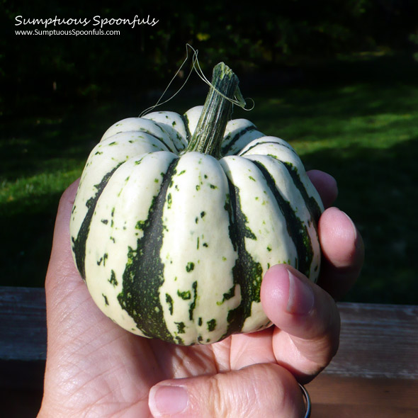 Sweet Dumpling Squash