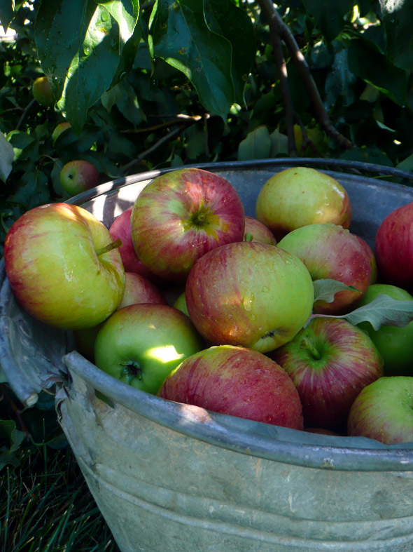 Apples from the fallen tree