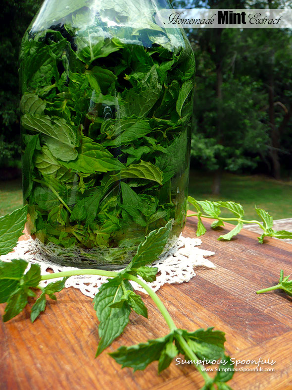 Homemade Mint Extract ~ Sumptuous Spoonfuls #DIY #mint #extract #recipe