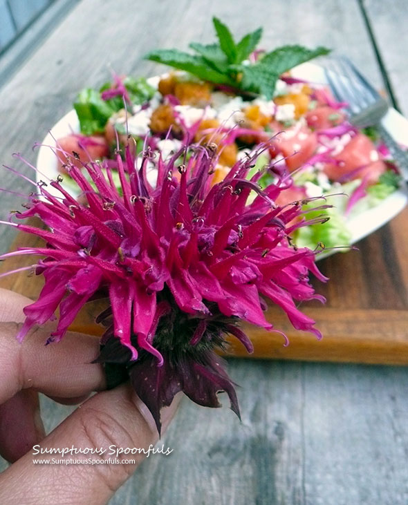 Bee Balm (aka Wild Bergamot) Blossom