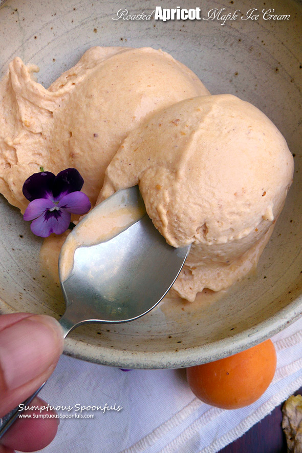 Roasted Apricot Maple Ice Cream ~ Sumptuous Spoonfuls #apricot #maple #icecream #recipe