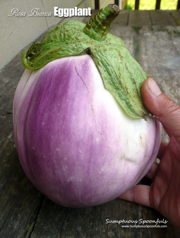 Rosa Bianca Eggplant - an Italian eggplant with a mild sweet flavor and creamy texture