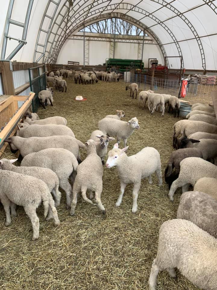 Farm Solutions Lamb